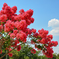 Liliac Indian Roșu (Lagerstroemia indica) cu flori roșii intense înflorite vara