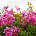 Liliac Indian Roz (Lagerstroemia indica) cu flori roz în ciorchini și frunze verzi decorative