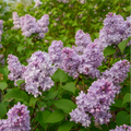 Liliac Syringa vulgaris Katherine Havemeyer cu flori duble mov-lila și ciorchini parfumați