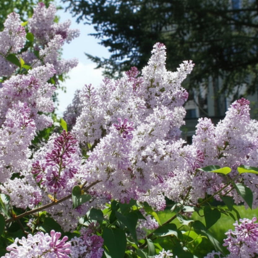 Liliac Syringa vulgaris „Krasavica” cu flori roz-liliachii bogate, înflorit în grădină primăvara