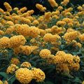  Sungold cu flori galben-aurii în buchete dense, liliac de vară ornamental pentru fluturi