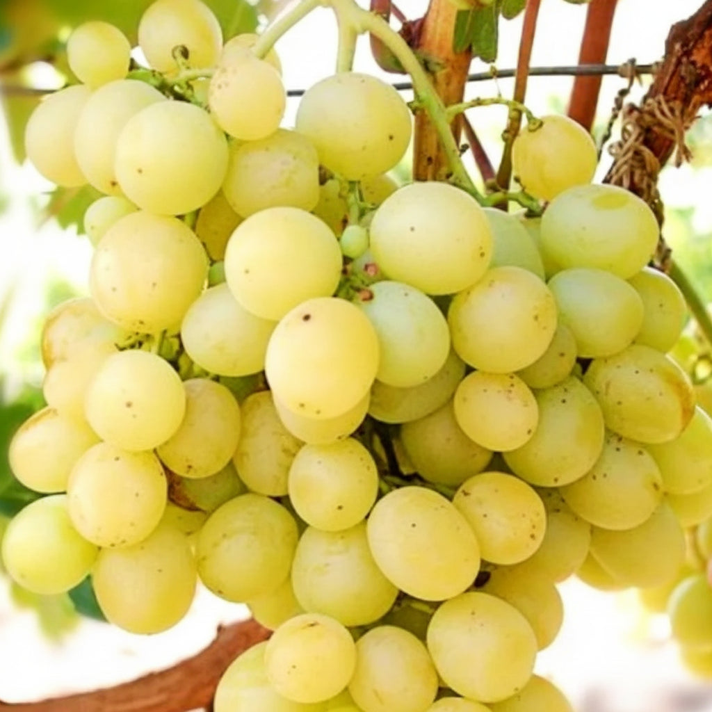 Viță de vie Muscat Italia cu frunziș verde și ciorchini aurii în lumina soarelui