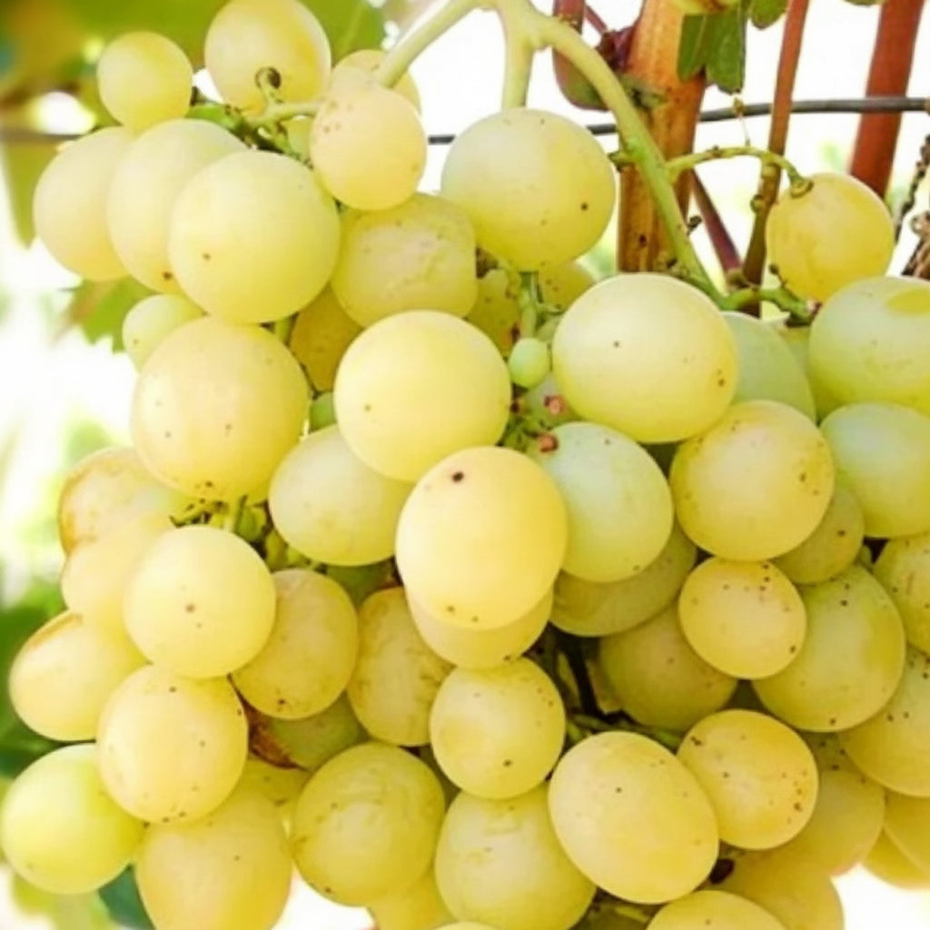 Vită de vie Muscat Italia cu boabe mari, dulci și parfumate, pregătite pentru recoltă