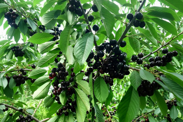 Cireș amar cu fructe vișiniu-închis aproape negre crescute în ciorchini pe ramuri verzi