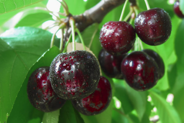 Cireș Cristalina cu fructe mari, roșu închis, lucioase, crescute natural în pom