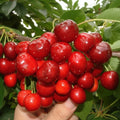 Cireș Rivan cu fructe roșii, lucioase, crescute în ciorchini pe ramură verde
