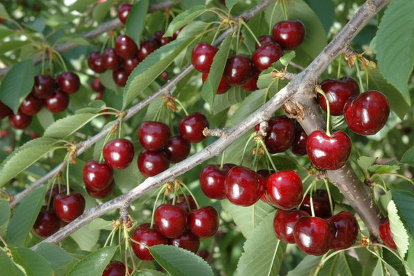 Cireș Sabrina cu fructe mari, roșii, coapte, pe ramură – pom fructifer anul 3