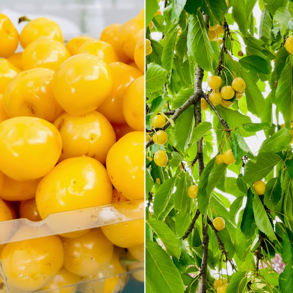 Cireș Galben Donissen Anul 3 – pom fructifer tânăr, sănătos, pregătit pentru plantare