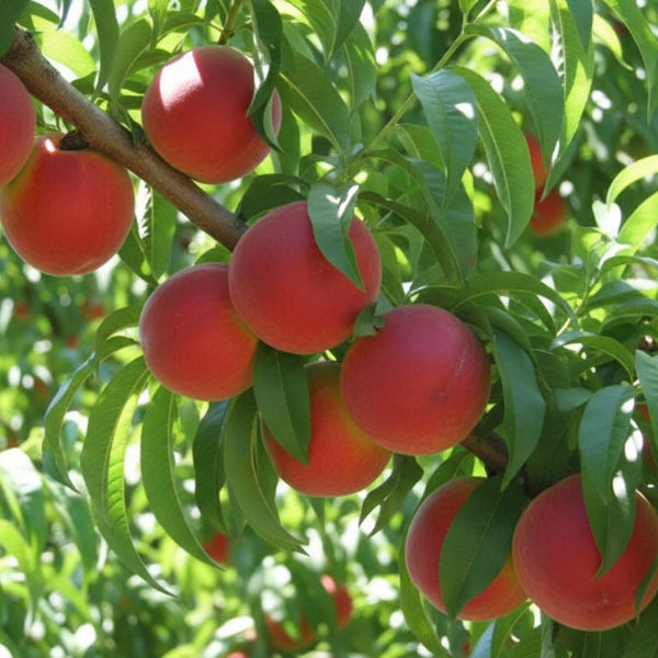 Nectarin Cora cu fructe coapte, roșii, crescute natural în pom fructifer matur
