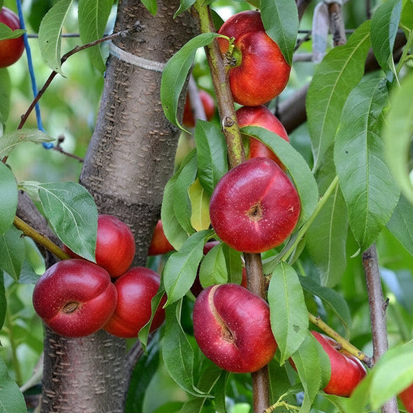 Pom fructifer nectarin cu fruct plat roșu, matur, crescut în grădină, cu fructe coapte și frunze verzi