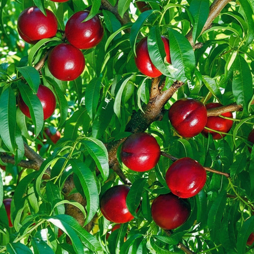 Nectarin HoneyFlame cu fructe roșii coapte în pom, soi dulce și aromat, ideal pentru grădină