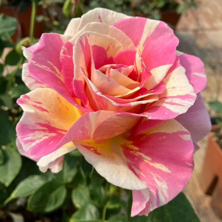 Trandafir Claude Monet® înflorit în grădină
