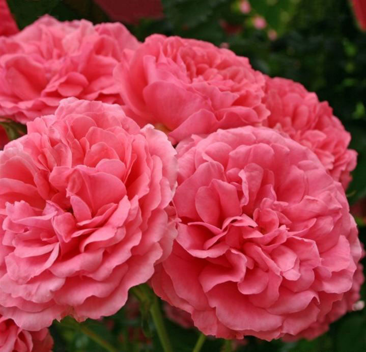 trandafir romantic flori mari