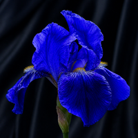 Bulbi Iris Germanica "Azure Kingdom"