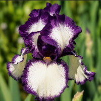Bulbi Iris Germanica "Ivory Feathers"