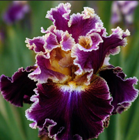 Bulbi Iris Germanica "Twilight Queen"