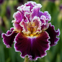 Bulbi Iris Germanica "Twilight Queen"
