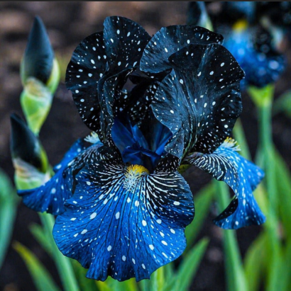 Bulbi Iris Germanica "Galactic Dream"