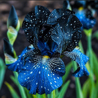 Bulbi Iris Germanica "Galactic Dream"