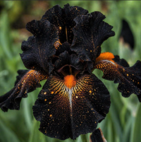 Bulbi Iris Germanica "Shining Darkness"