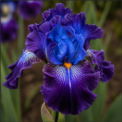 Bulbi Iris Germanica "Arctic Mistery"