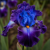 Bulbi Iris Germanica "Arctic Mistery"