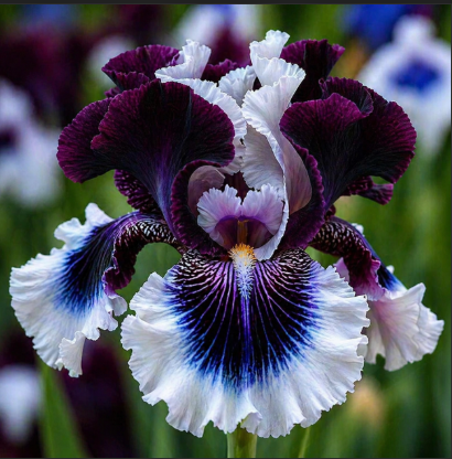 Bulbi Iris Germanica "Crystal Night"