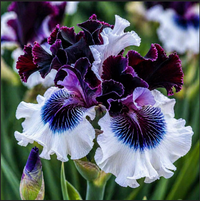 Bulbi Iris Germanica "Crystal Night"