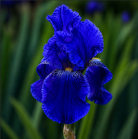 Bulbi Iris Germanica "Azure Kingdom"