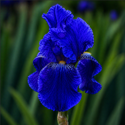 Bulbi Iris Germanica "Azure Kingdom"