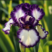 Bulbi Iris Germanica "Ivory Feathers"