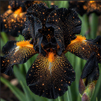 Bulbi Iris Germanica "Shining Darkness"