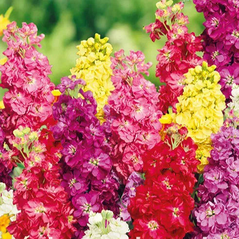 Semințe de Mixandre Matthiol Incana – Flori colorate și perene pentru grădina ta. Semințe de calitate superioară, ușor de cultivat și întreținut.
