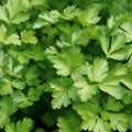 Semințe de pătrunjel de frunze comun 5 g – soi tradițional, ușor de cultivat, cu frunze bogate și aromă intensă, ideal pentru grădină.