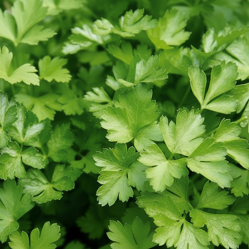 Semințe de pătrunjel de frunze comun 5 g – soi tradițional, ușor de cultivat, cu frunze bogate și aromă intensă, ideal pentru grădină.