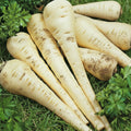 Semințe de pătrunjel de rădăcină Berliner – soi tradițional, productiv și aromat. Ideal pentru grădină, ușor de cultivat și perfect pentru supe și ciorbe.