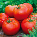 Cumpără Semințe de Tomate Ace 55 Vf 0,7 g – soi semitimpuriu, rezistent la Verticillium și Fusarium. Roșii uniforme, gustoase și productive, ideale pentru grădină sau solar.