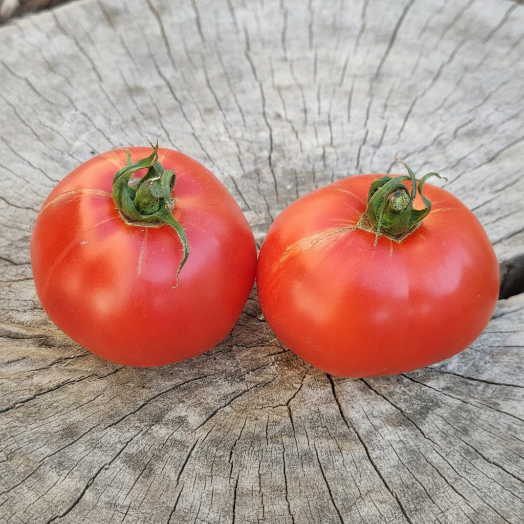 Semințe de Tomate Buzău 47 0,3 g – plic semințe roșii românești pentru grădină și solar