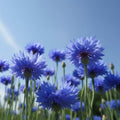 Flori de albăstrele albastre înflorite în grădină, Centaurea cyanus, plantă ornamentală naturală