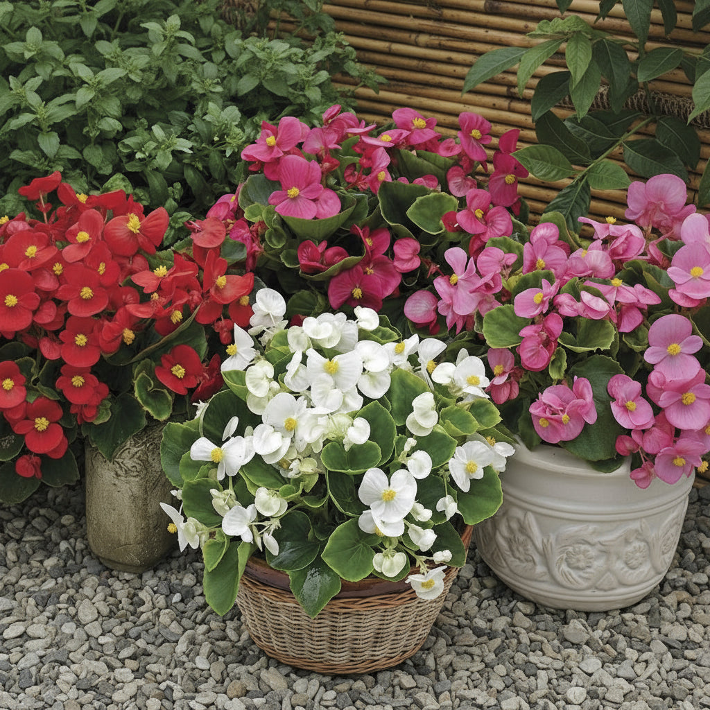 Begonii decorative în ghivece, cu flori roz, roșii și albe, ideale pentru balcon și grădină
