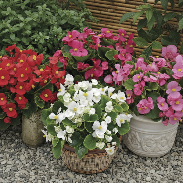 Begonii decorative în ghivece, cu flori roz, roșii și albe, ideale pentru balcon și grădină