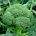Semințe de Broccoli Ramoso Calabrese 5 g – varietate tradițională italiană, productivă, cu gust delicat. Ideal pentru grădină și solar.