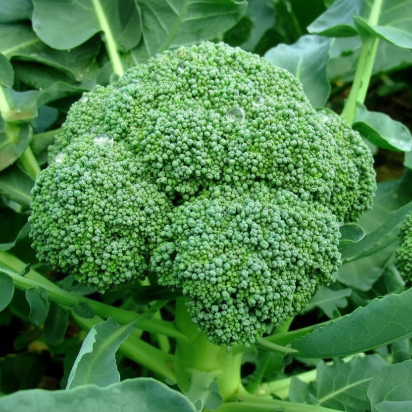 Semințe de Broccoli Ramoso Calabrese 5 g – varietate tradițională italiană, productivă, cu gust delicat. Ideal pentru grădină și solar.