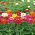 Cârciumărese Liliput Melanj cu flori colorate în nuanțe de roz, roșu, galben, portocaliu și alb, înflorite abundent în grădină
