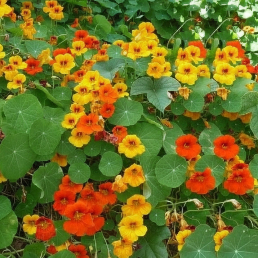 Semințe de Condurul Doamnei amestec de culori 4g – flori decorative ușor de cultivat, ideale pentru grădină și balcon. Înflorire bogată și culori vibrante.
