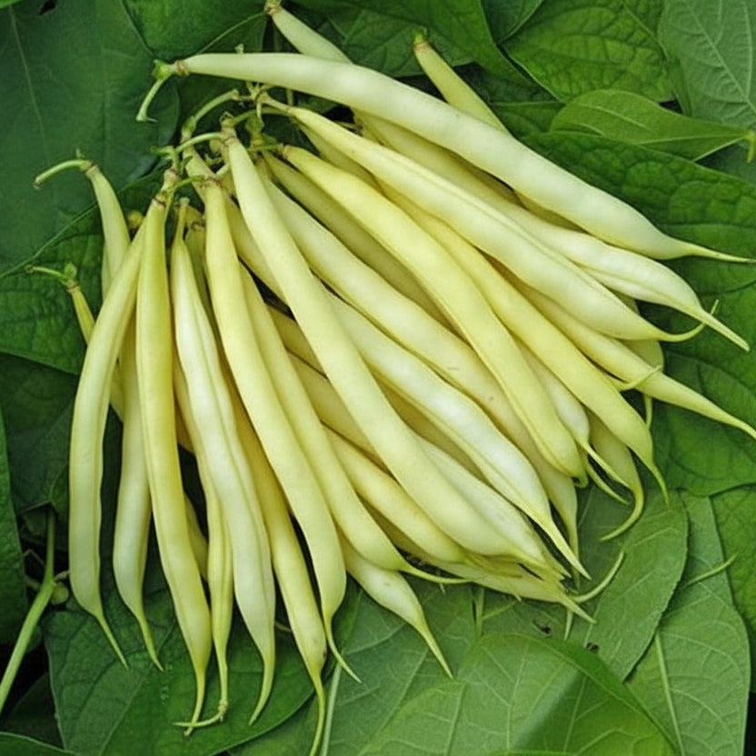 Semințe de fasole fideluță oloagă Maxidor 100g – soi galben timpuriu, fără ațe, foarte productiv și ușor de cultivat. Ideal pentru grădină.