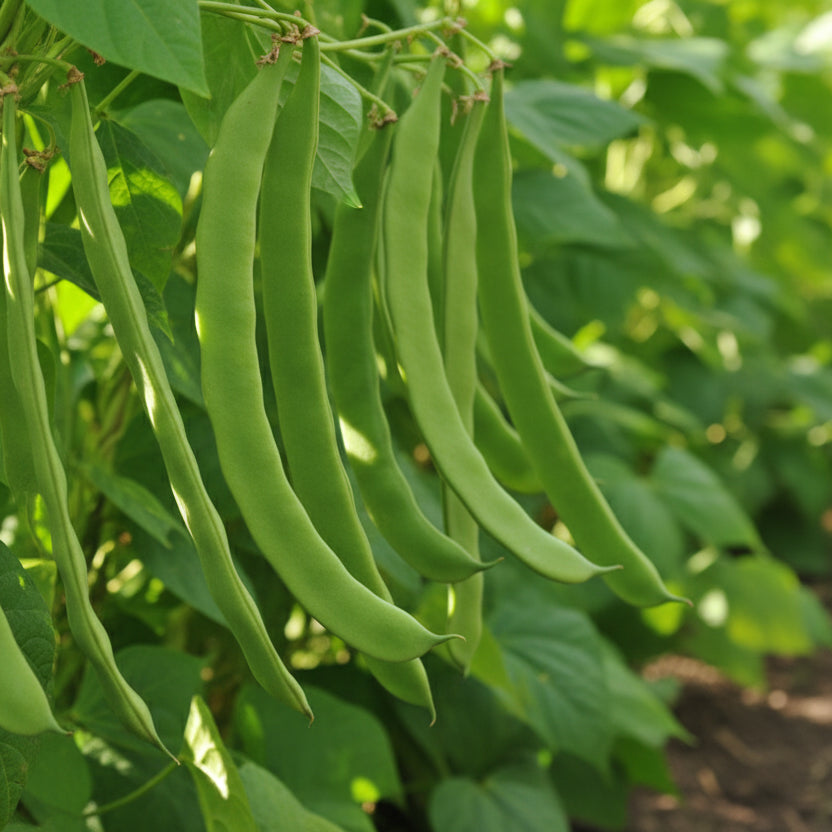 Semințe de Fasole Lată Urcătoare Marconi 100 g – soi productiv cu păstăi lungi, fragede și gustoase. Ideal pentru grădină, solar și culturi ecologice.