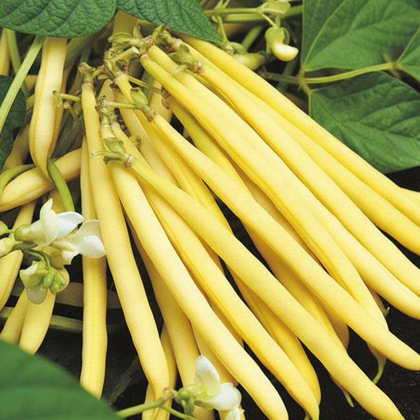 Semințe de Fasole Oloagă Bergold 100g – soi timpuriu, păstăi galbene fără ațe, productivitate mare, ușor de cultivat. Ideal pentru grădină.