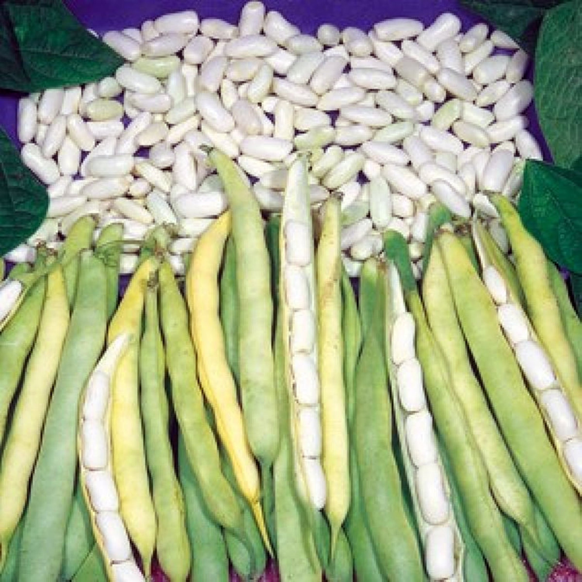 Semințe de Fasole Oloagă Cannellino 100g – soi tradițional cu boabe albe, gustoase și producție ridicată. Ideală pentru grădina ta.