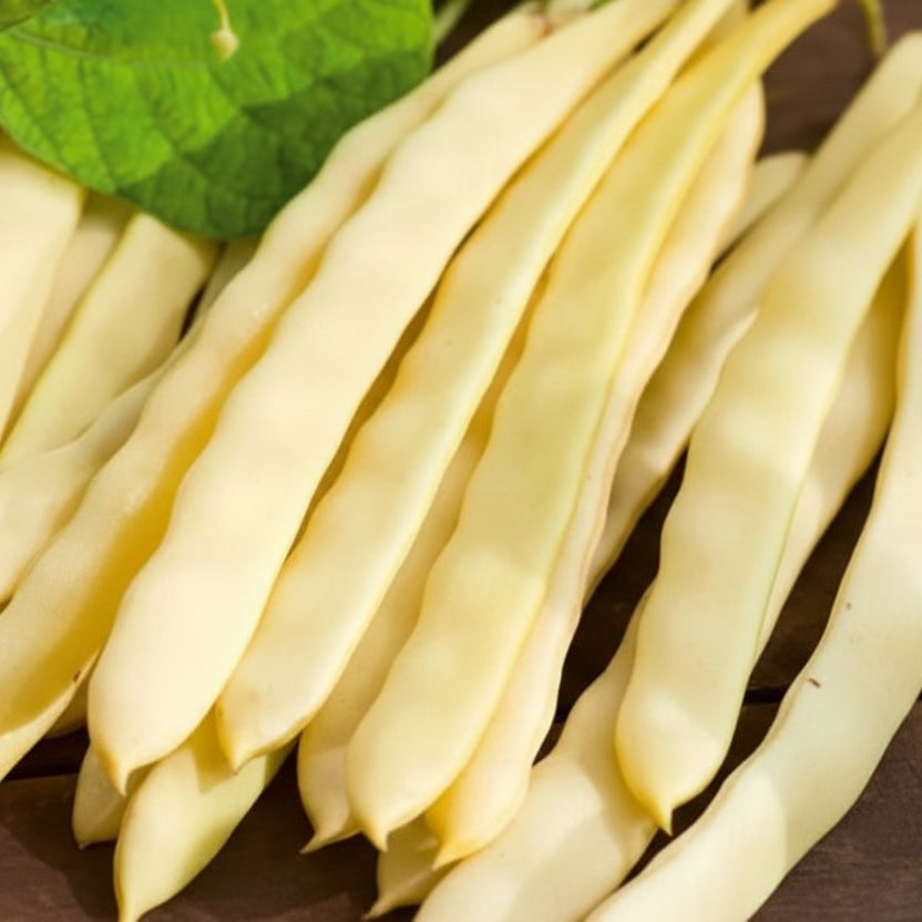 Semințe de fasole urcătoare Albengnino 70 g – soi viguros, productiv, cu păstăi lungi și fragede. Ideal pentru grădini și culturi tradiționale.
